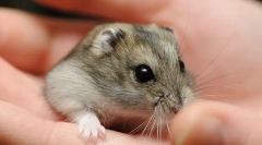 Kako nazvati jungarian hamster